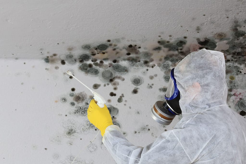 SkillSee Services mold remediation